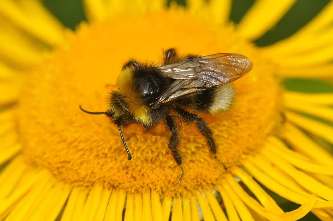 Bombus terrestris auf Telekia