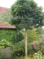 Kugel-Esche - Fraxinus excelsior "Nana"
