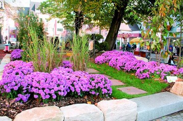 Rasen, Chinaschilf und blaue Chrysanthemen charakterisieren den Beitrag von Gartenbau Sauter aus Emmendingen
