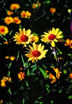 Heliopsis helianthoides var. scabra ‘Summer Nights