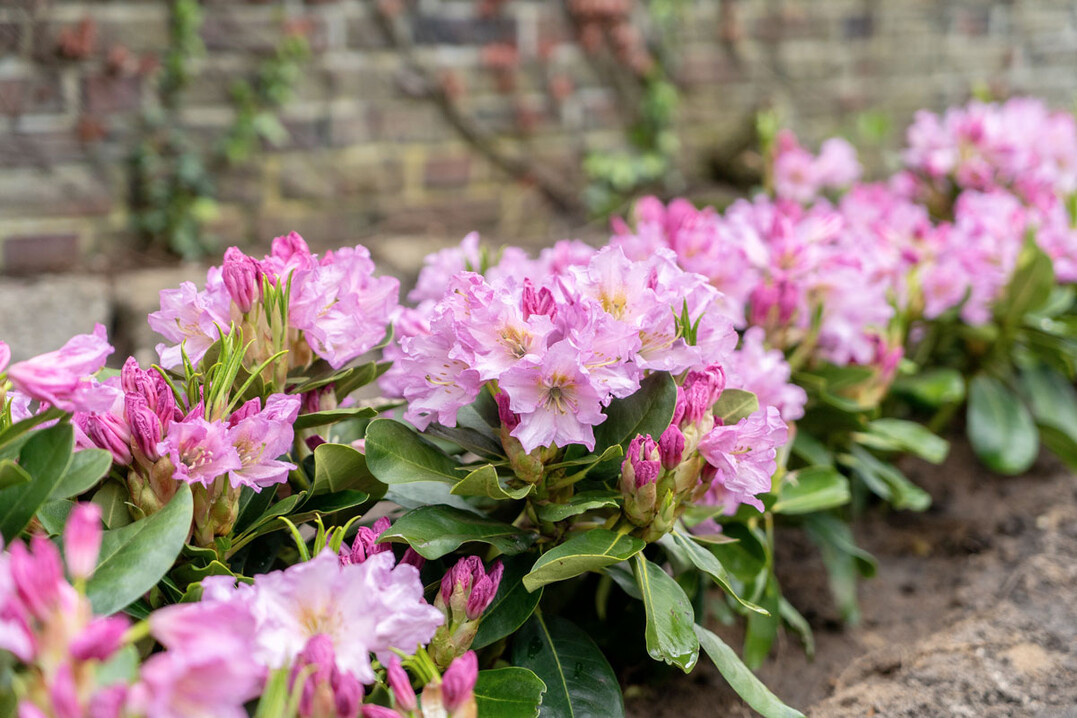 Blüten in hoher Fülle - Dufthecke von INKARHO®