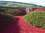 Der Garten “Voir rouge” (Rot sehen) etwa leuchtet mit Pflanzen, gefärbten Rindenschnitzeln und Lichtelementen in knalligem Rot, kontrastiert von schwarzen Holzeinfassungen und schwarzem Feinkiesbelag. Modellierungen beleben den Entwurf und der Blick nach Norden geht hinüber zum Niederwalddenkmal und den Weinhängen des Rheingau. (th)