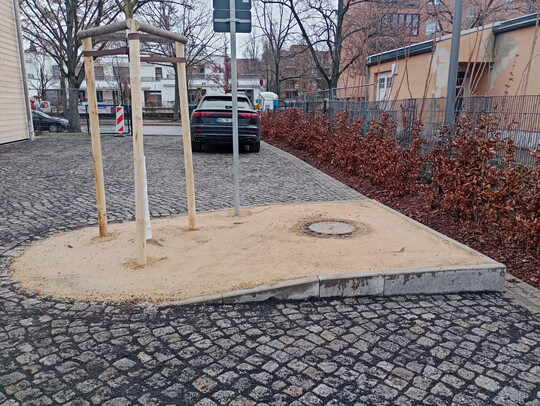 Parkplatzbaum in wassergebundener Decke