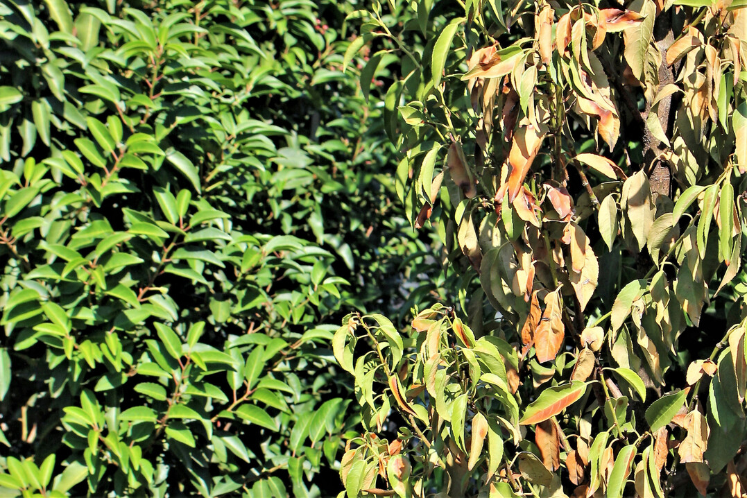 Fahle Verfrbung nach Phytophthora-Infektion an Portugiesischer Lorbeerkirsche