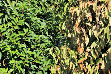 Fahle Verfrbung nach Phytophthora-Infektion an Portugiesischer Lorbeerkirsche
