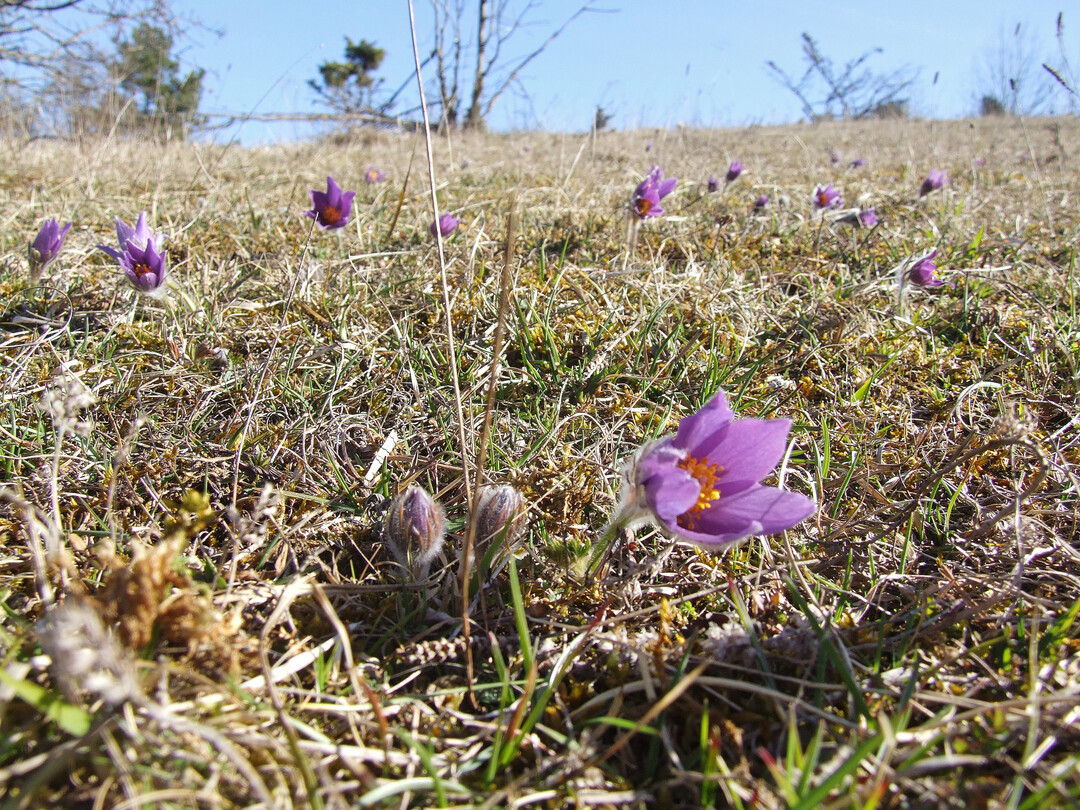 Die Kuhschelle (
<i>Pulsatilla vulgaris</i>
) findet sich im Logo von FloraWeb.
