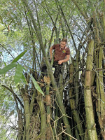 Matthias, der Projekt-Organisator, stieg auch selber in den Bambus, um Halme zu fällen.