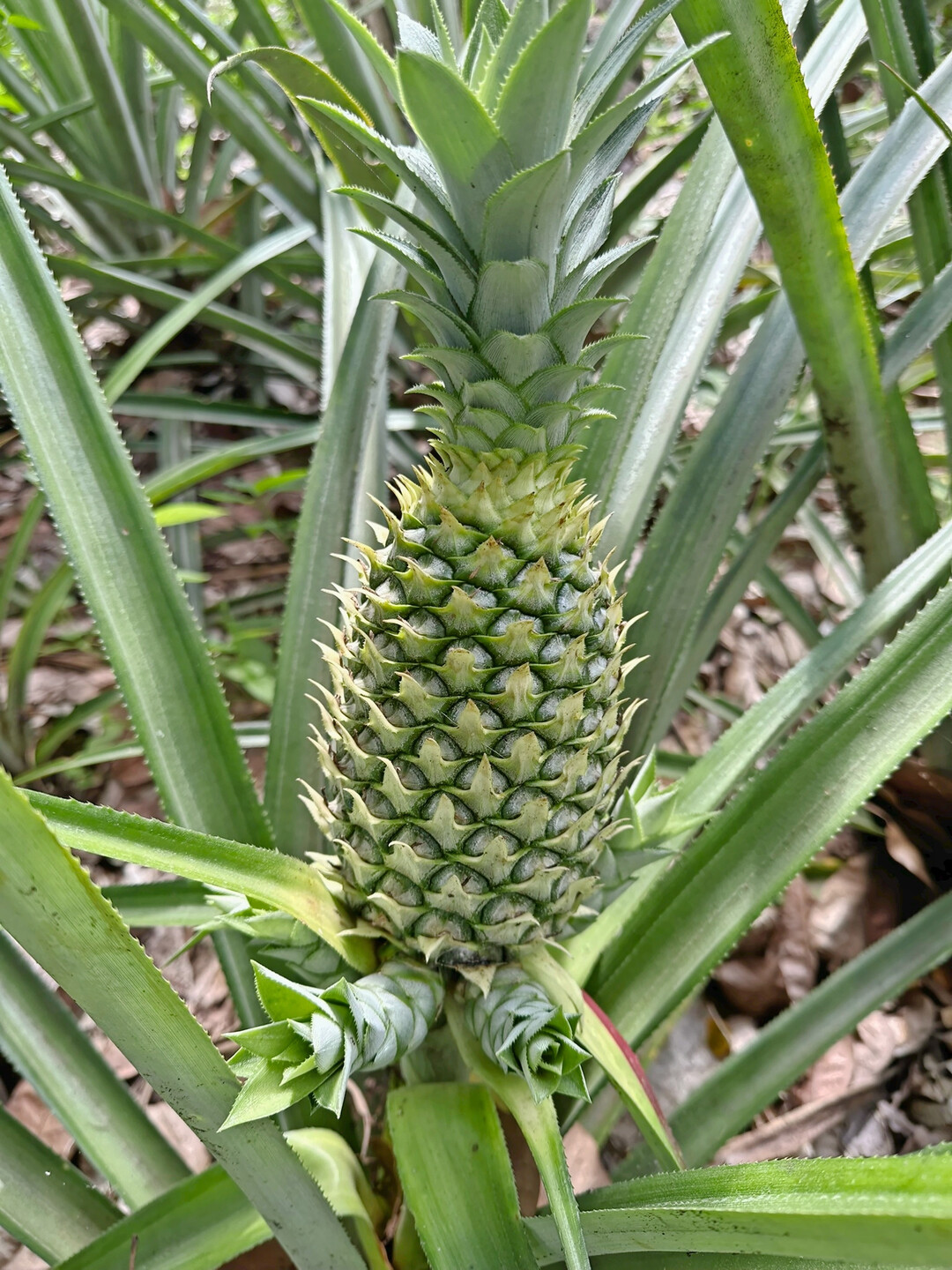 Auch Ananas gehört in das Programm der kleinen Farm.