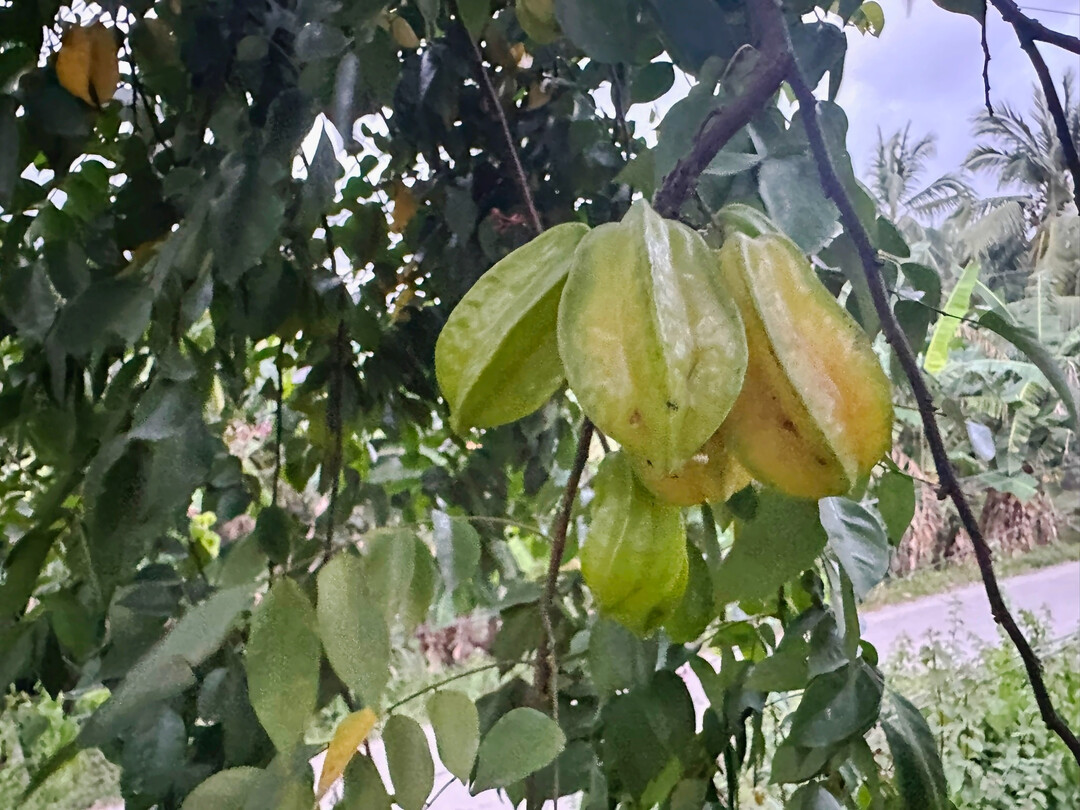 Das bei uns fade Tropenobst ist auf den Philippinen frisch und sauer, wie Zitrone.