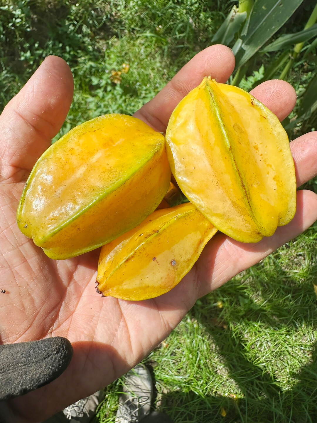 Frische Sternfrüchte lagen als Fallobst im Garten.