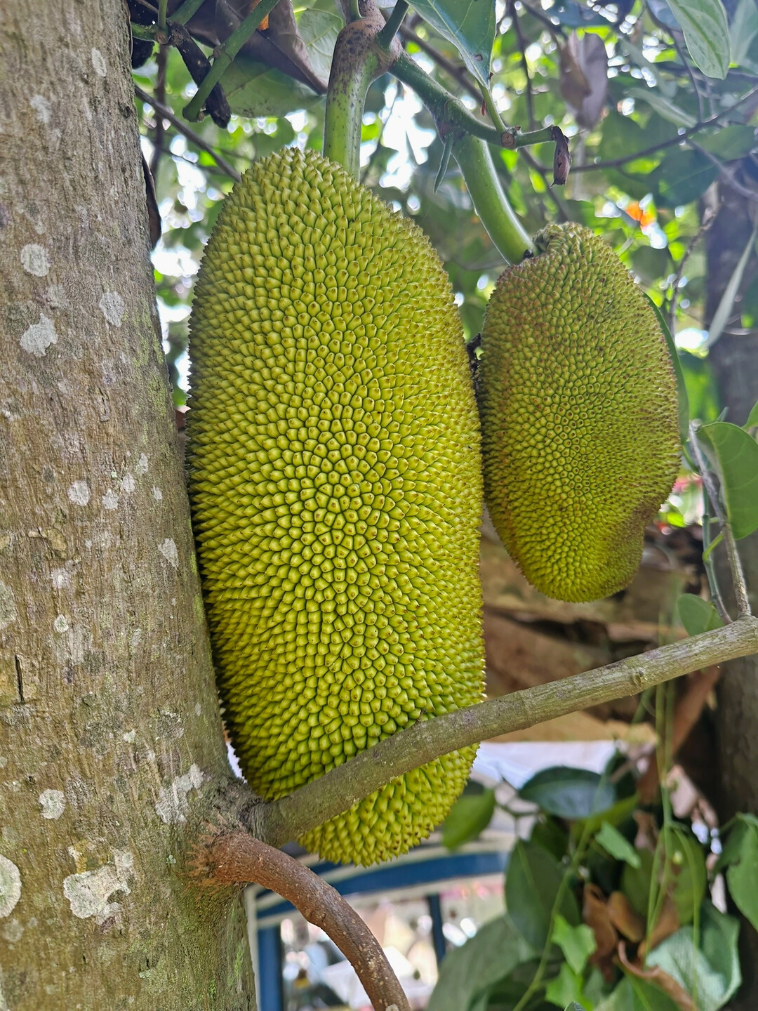 Die Jackfrucht wird mehrere Kilo schwer und bringt einiges an finanziellem Ertrag – wenn sie vor Fruchtfliegen geschützt werden.