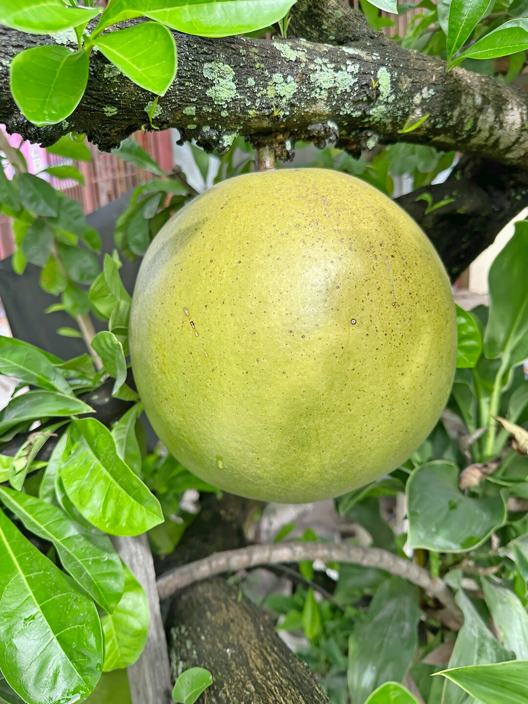 Oder eine beeindruckemde Pampelmuse am Baum – die größte Zitrusfrucht.