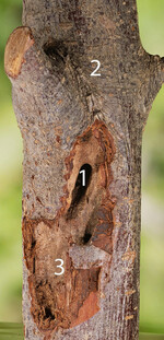Das Gangsystem des Blausiebs fokussiert sich auf einen einzelnen, zentral gelegenen Fraßgang im Holz (im Bild: inneres Eingangsloch Nr. 1; geradliniger Gangverlauf in Richtung Nr. 2 und darüber hinaus – die gemessene Ganglänge betrug circa 30?cm) und einen unter der Rinde gelegenen, platzförmigen Fraß darunter (im Bild: Bereichsumfeld von Nr. 3); der Stammumfang beträgt circa 21?cm.