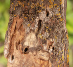 Die Raupen des Weidenbohrers verursachen im Holzkörper ein gemeinsames Gangsystem mit Seitengängen und bauchigen Erweiterungen (der Stammumfang beträgt circa 80 cm).