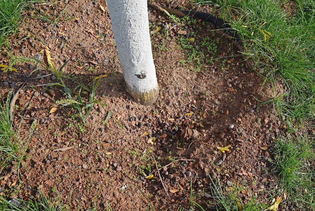 Der Baum ist zu tief gepflanzt.