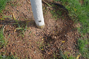 Der Baum ist zu tief gepflanzt.
