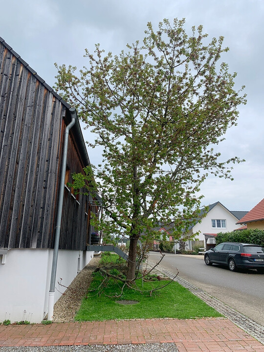 Das traurige Ergebnis von B-Plänen. Es passt nun mal nicht auf jedes Grundstück ein großkroniger heimischer Baum.