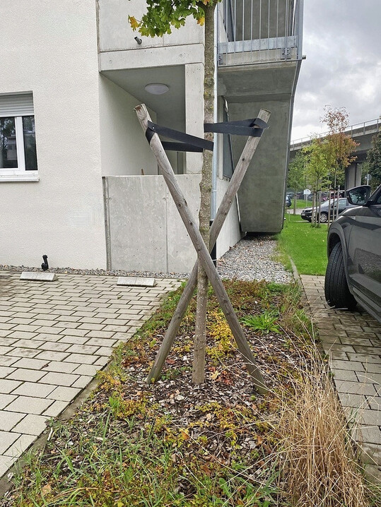 Ein Zweibock ist keine geeignete Verankerung für
einen solchen Hochstamm. So nützt sie sowieso nichts mehr.