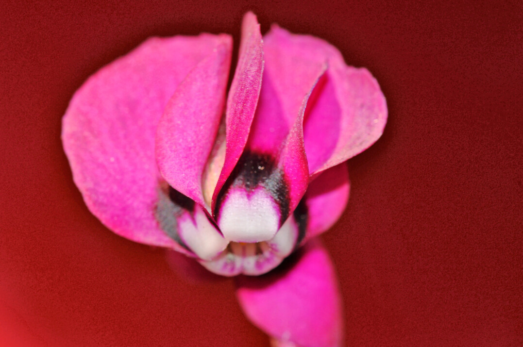 Cyclamen coum