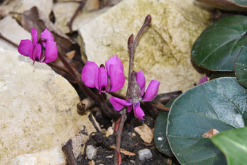 Cyclamen coum