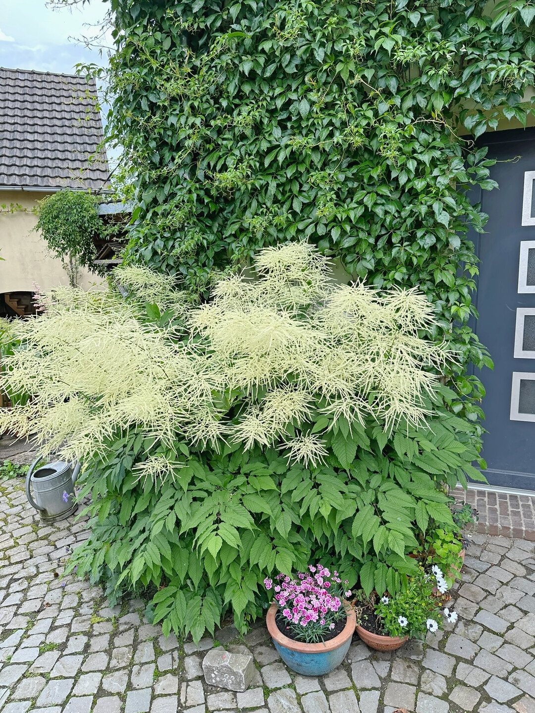 Pflanzen werden bei Pinger ppig verwendet.
