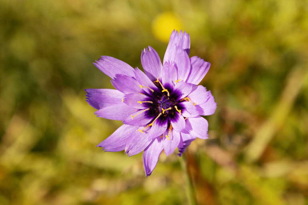 <b>Rasselblume</b>
 (
<i>Catananche</i>
)