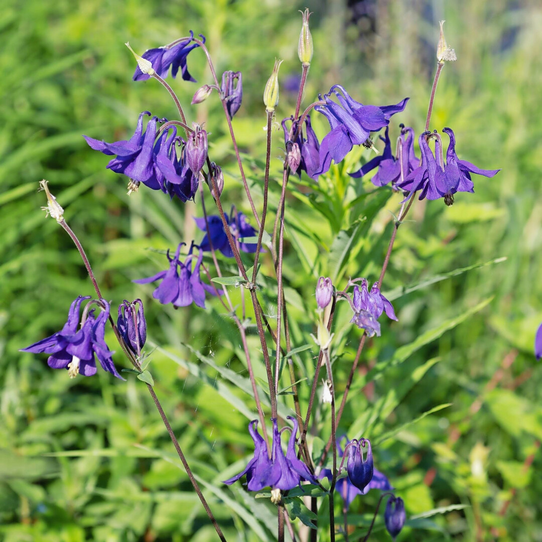 <b>Akelei </b>
(
<i>Aquilegia</i>
)