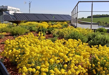 Wie in einem Garten sind bei den Dachbegrnungen smtliche Bepflanzungen denkbar: von Rasenflchen und Struchern bis hin zu Blumenwiesen. 