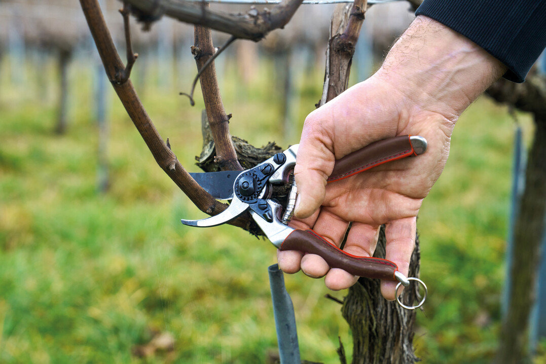 Mit seiner neuen Produktreihe Felco Elite geht der Schweizer Traditionshersteller neue Wege. Die Griffe aus geschmiedetem Aluminium stecken in einer handfreundlichen Lederumhüllung.