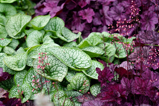 Bordeaux trifft Brunnera: Egal, für welches Kaukasusvergissmeinnicht (Brunnera macrophylla) Sie sich entscheiden – kombiniert mit weinrot belaubtem Purpurglöckchen (Heuchera) entsteht immer ein starker Kontrast und Blickfang im Beet. Diese Partnerschaft bietet zudem den Vorteil, dass auf die frühe Blüte der Brunnera im Sommer eine spätere der Heuchera folgt. (Bildnachweis: Bettina Banse)