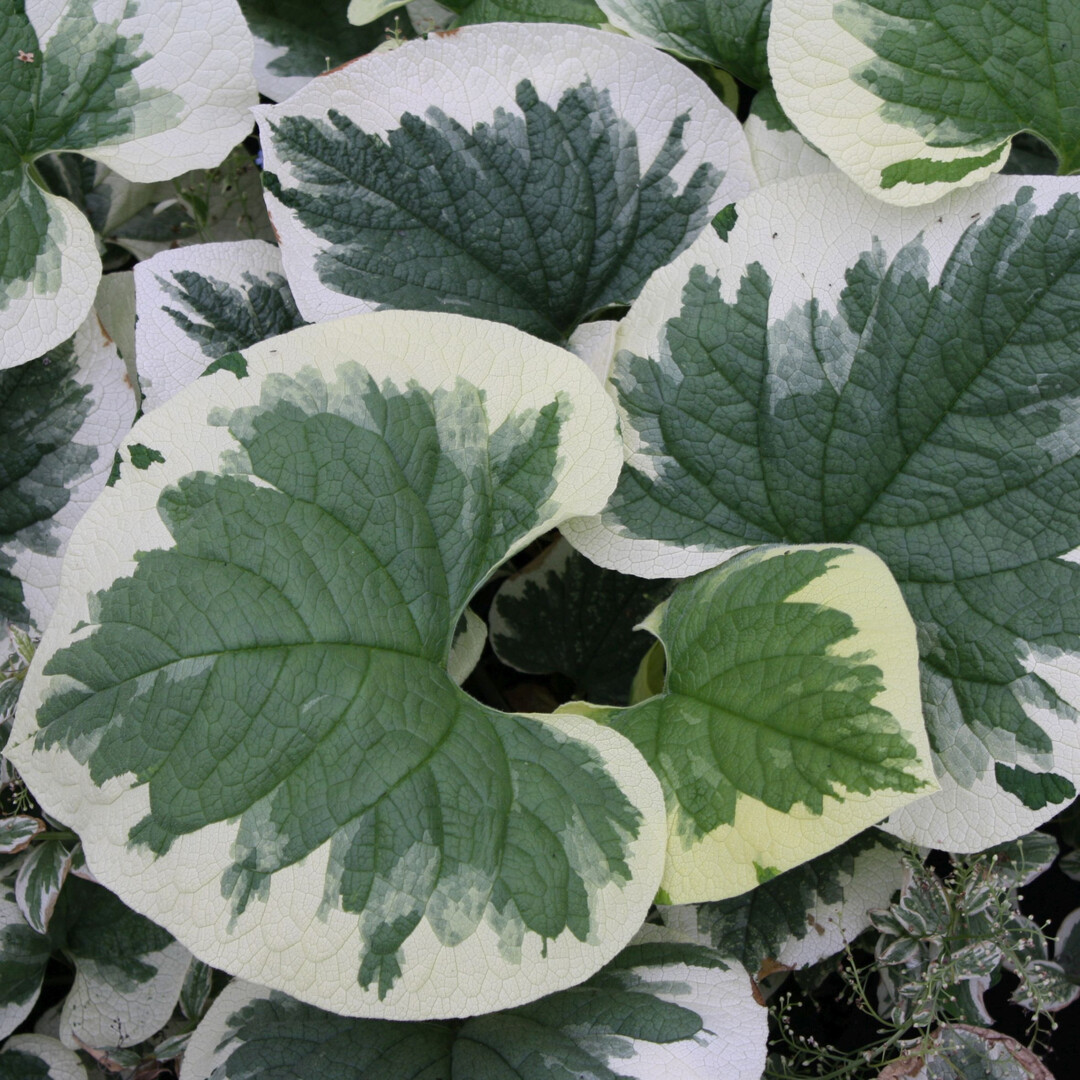 Belebender Blattschmuck: Auf den breiten, weien bis cremefarbenen Rand folgen silbergrne Flecken, die in das grne Herz bergehen. Keine Frage  das Weibunte Kaukasusvergissmeinnicht (Brun-nera macrophylla Dawsons White) ist es wert, genauer betrachtet zu werden. Das helle Muster setzt Lichtreflexe im Schatten und fhlt sich dort auch am wohlsten. Von April bis Juni zeigt die Sorte, die hufig unter dem Namen Variegata angeboten wird, hb-sche blaue Blten. (Auf den breiten, weien bis cremefarbenen Rand folgen silbergrne Flecken, die in das grne Herz bergehen. Keine Frage  das Weibunte Kaukasusvergissmeinnicht (Brun-nera macrophylla Dawsons White) ist es wert, genauer betrachtet zu werden. Das helle Muster setzt Lichtreflexe im Schatten und fhlt sich dort auch am wohlsten. Von April bis Juni zeigt die Sorte, die hufig unter dem Namen Variegata angeboten wird, hb-sche blaue Blten. (Bildnachweis: Andre Stade)