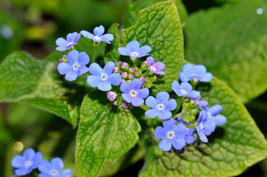 Brunnera-Blte 