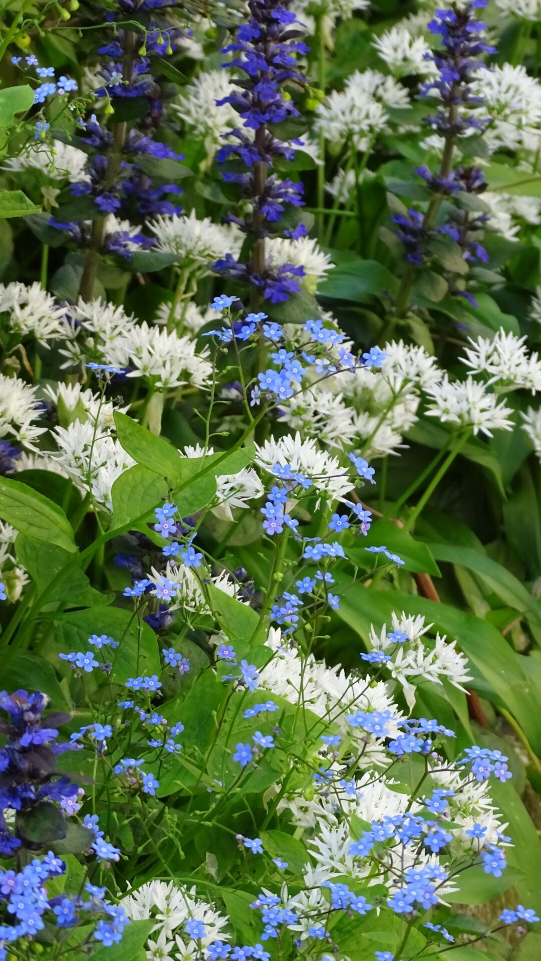Frhes Bltentrio: Die freundliche Begleitung von wei blhendem Brlauch (Allium ursinum) und lilafar-benem Gnsel (Ajuga reptans) steht dem Himmelblau des Kaukasusvergissmeinnichts (Brunnera macrophylla) ausgezeichnet. Im Mai laufen die drei zu Hochform auf. Der Brlauch wird nach der Blte vergilben und einziehen. Macht nichts  die groen, herz-frmigen Brunnera-Bltter werden sich wie eine grne Decke darber legen und den Boden bis zum Herbst bedecken. (Bildnachweis: Bettina Banse)
