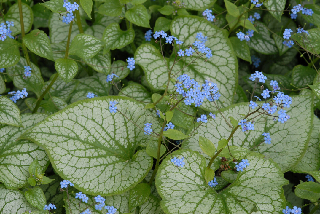 Promi mit Prdikat: Das silberwei gezeichnete Kaukasusvergissmeinnicht Jack Frost hat die Staudensichtung als ausgezeichnete Sorte abgeschlossen und gehrt damit zu den besonders vitalen Vertretern von Brunnera macrophylla. Neben ihrer Gesundheit hat sie sich die Bestnote auch mit ihrer Schnheit verdient: Die himmelblauen Blten ffnen sich ab April und kommen vor dem Hintergrund der Bltter bestens zur Geltung.  Bildnachweis: GMH/Bettina Banse 