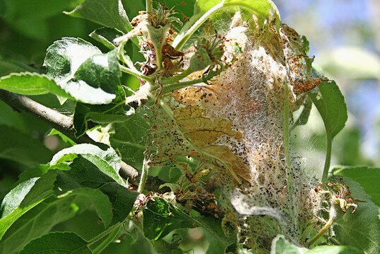 Gespinstmotten: lteres Gespinst an Apfelbaum