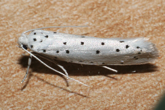 Gespinstmotte
