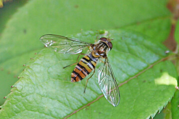 Schwebfliege