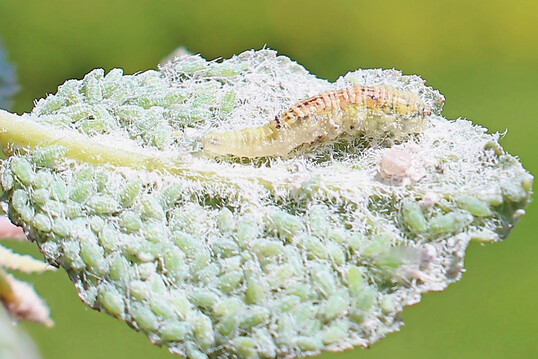 Schwebfliegenlarve in Blattlauskolonie