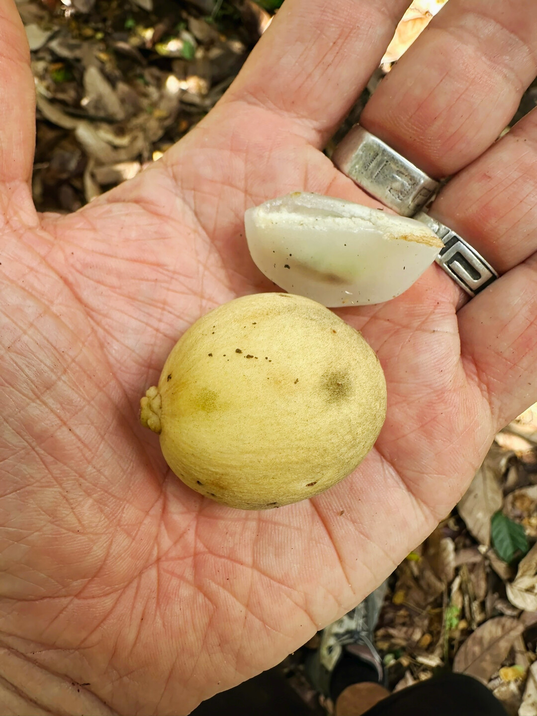 des Lansi-Baumes erinnern ein wenig an Litchi.