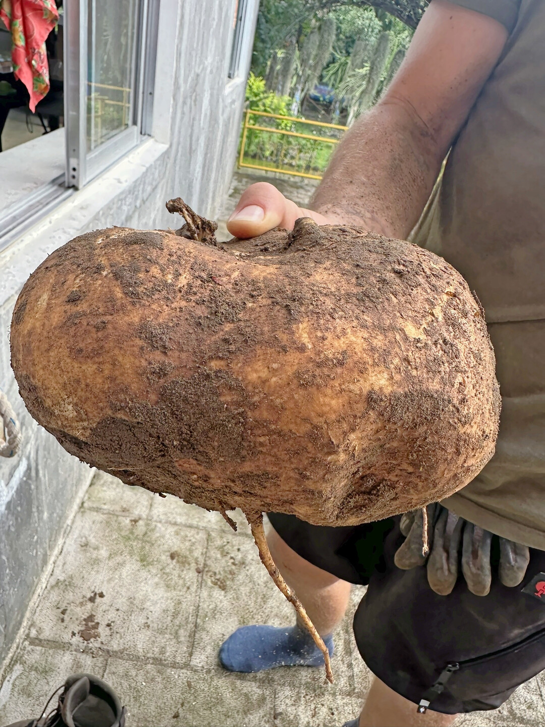 Yams-Wurzeln wachsen als Wildpflanzen im Garten. Die Mitarbeiter graben die Knollen aus und bringen sie in die Kche.