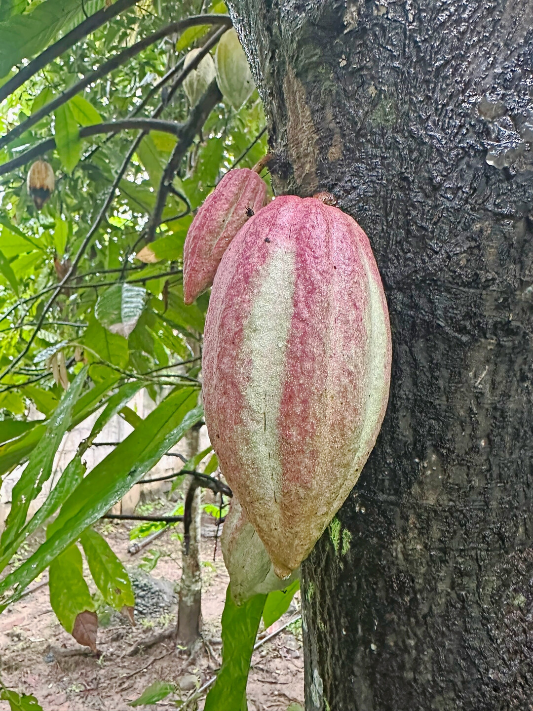 Schon mal Kakao am Baum gesehen? Auch die rohen Samen und ihre Hllen sind essbar.