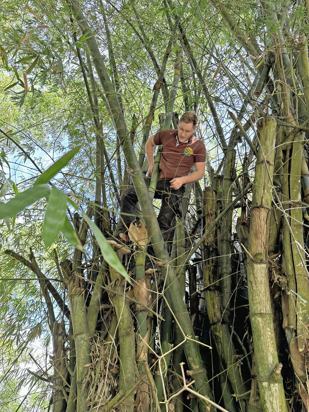 Matthias, der Projekt-Organisator, stieg auch selber in den Bambus, um Halme zu fllen.