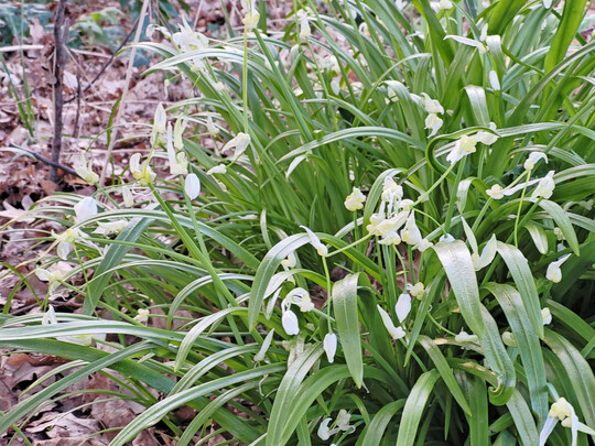 <i>Allium paradoxum var. paradoxum</i>