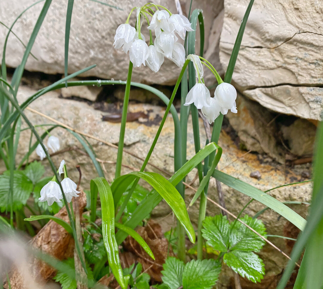 Der verbreitet sich kaum: 
<i>Allium paradoxum var. normale</i>