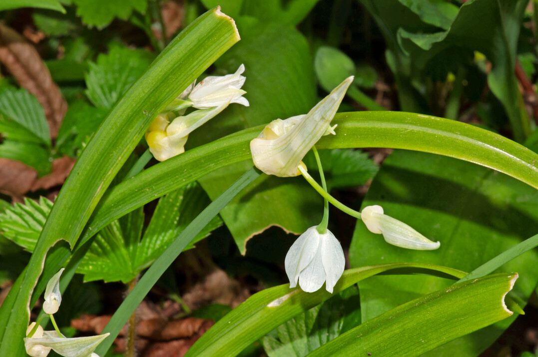 Breitet sich dank Brutzwiebeln stark aus: 
<i>Allium paradoxum var. paradoxum</i>