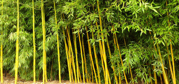 Bambus  hier der Bambus des Jahres Phyllostachys praecox Viridisulcata darf als Hecke verwendet werden und hat dann keine Hhenbegrenzung.