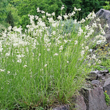 Luzula nivea