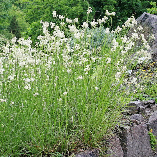 Luzula nivea