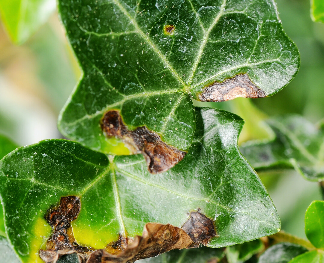 Eine Bakterien-Infektion mit Xanthomonas hortorum pv. hederae am Efeu kann in ihren Symptomen recht vielfältig sein. Häufig zeigen sich nahezu schwarze Flecken auf den Blättern, die von einem gelbgrünen Rand umgeben sind. Im Gegensatz zu Blattfleckenpilzen bilden sich hier keine Fruchtkörper (kleine Pünktchen) aus.