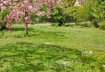 Wiesenflche im Mai